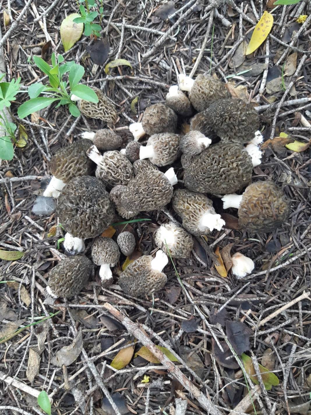 Konya’da kendiliğinden yetişiyor, toplayana kazandırıyor 6